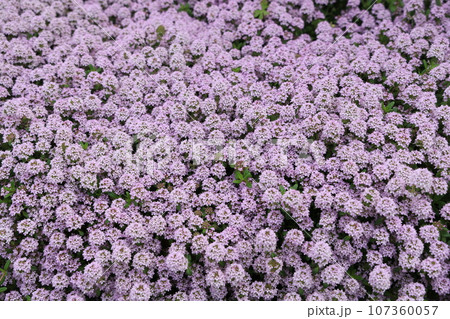 群生して咲いているイブキジャコウソウの花 群生して咲いているイブキジャコウソウの花 107360057