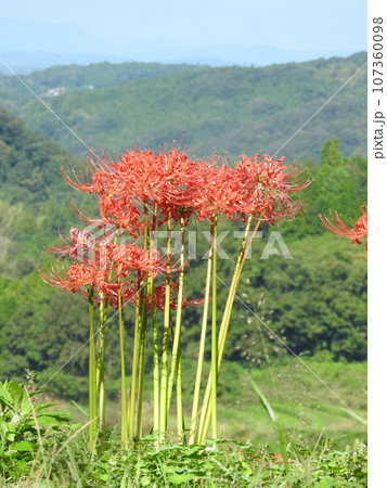 ヒガンバナの花 ヒガンバナの花 107360098
