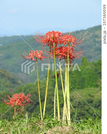 ヒガンバナの花 ヒガンバナの花 107360099