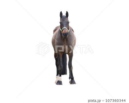 brown thoroughbred horse isolated on white background 107360344
