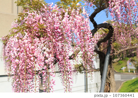 群馬県藤岡市のふじの咲く丘 107360441