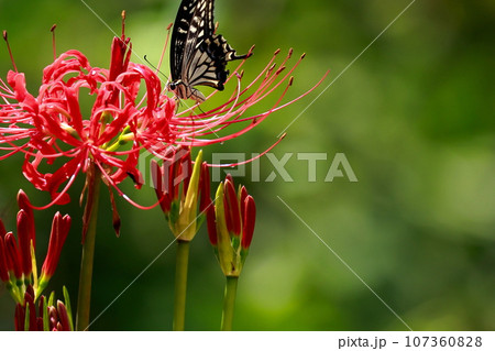 彼岸花にとまる アゲハチョウ 彼岸花にとまる アゲハチョウ 107360828