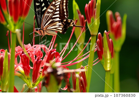 彼岸花にとまる アゲハチョウ 彼岸花にとまる アゲハチョウ 107360830