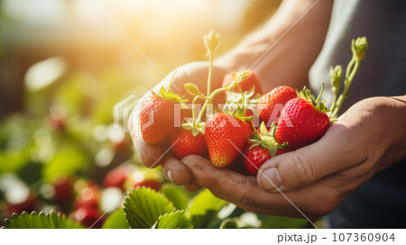 いちごを収穫する手元 107360904