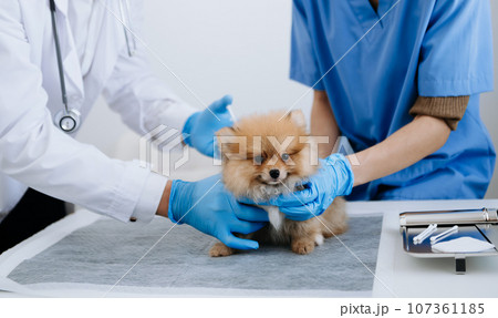 Two doctors are examining him. Veterinary medicine concept. Pomeranian in a veterinary clinic.. 107361185