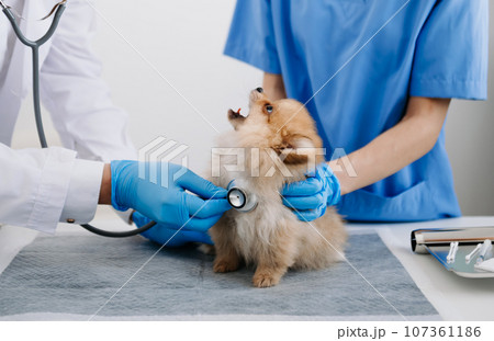 Two doctors are examining him. Veterinary medicine concept. Pomeranian in a veterinary clinic.. 107361186