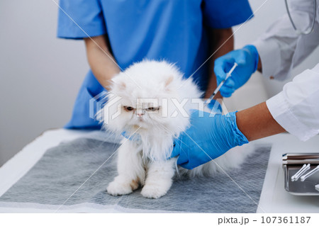 Female veterinary doctor using stethoscope for cute kitten and clean animal ears in animal hospital or 107361187