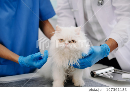Female veterinary doctor using stethoscope for cute kitten and clean animal ears in animal hospital or 107361188