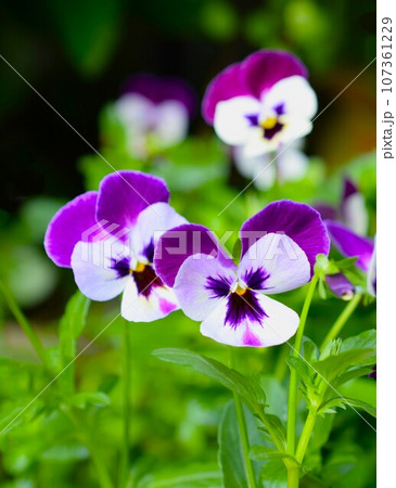 二色咲きのビオラ、庭のパンジーの花 二色咲きのビオラ、庭のパンジーの花 107361229