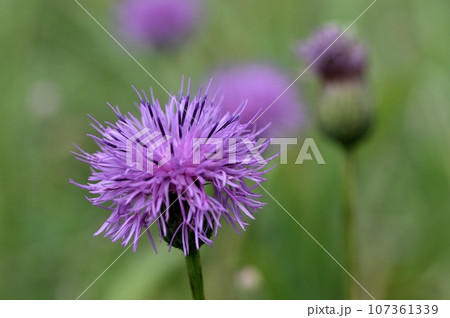 タムラソウの花 タムラソウの花 107361339