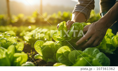 レタスを収穫する手元 107361362