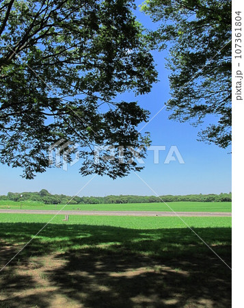 初夏の緑陰のある水元公園風景 初夏の緑陰のある水元公園風景 107361804
