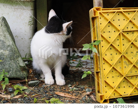 人懐っこい可愛い野良猫 人懐っこい可愛い野良猫 107361996