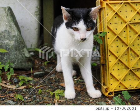 人懐っこい可愛い野良猫 人懐っこい可愛い野良猫 107362001