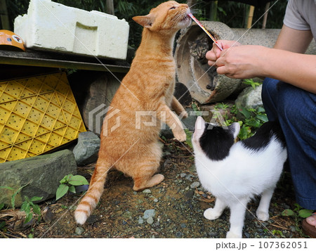人懐っこい可愛い野良猫 人懐っこい可愛い野良猫 107362051
