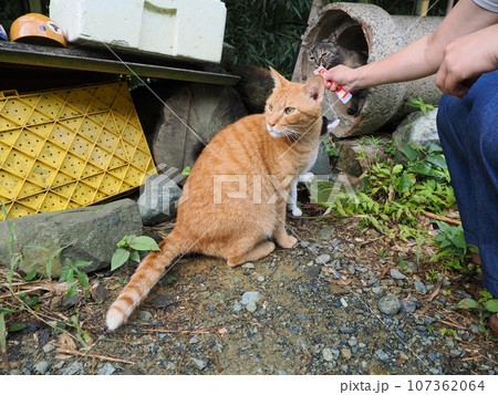 人懐っこい可愛い野良猫 107362064