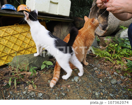 人懐っこい可愛い野良猫 107362074