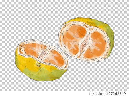Illustration of a yellow-green mandarin orange cut in half (watercolor style) 107362249