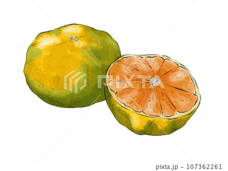 半分に切られた黄緑色のみかんのイラスト（水彩風）のイラスト素材