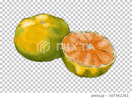 半分に切られた黄緑色のみかんのイラスト（水彩風）のイラスト素材