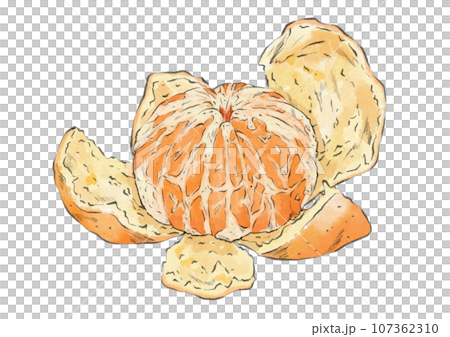 Illustration of a mandarin orange with peeled skin (watercolor style) 107362310