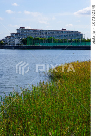 晴れ渡った谷津干潟公園(千葉県習志野市) 晴れ渡った谷津干潟公園(千葉県習志野市) 107362349