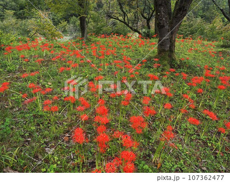 長岡市雪国植物園のヒガンバナ 107362477