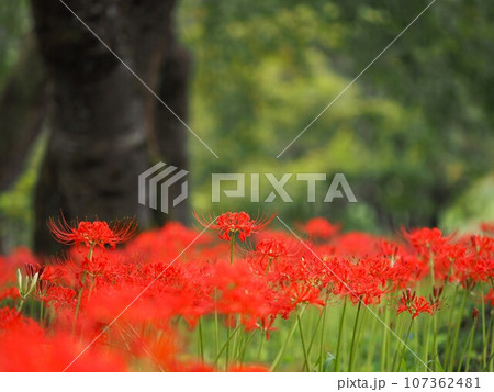 長岡市雪国植物園のヒガンバナ 長岡市雪国植物園のヒガンバナ 107362481