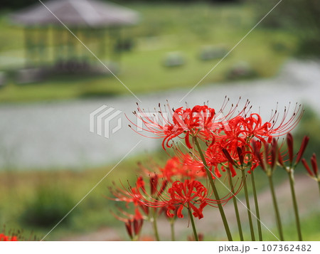 長岡市雪国植物園のヒガンバナ 107362482