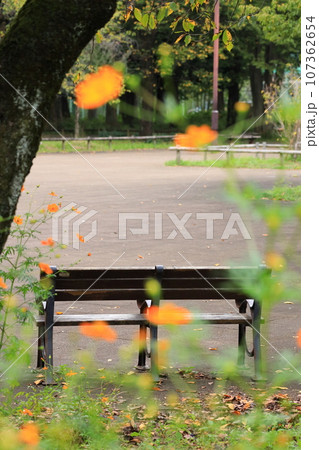 東京都調布市 小金井市 三鷹市 野川公園のキバナコスモス 東京都調布市 小金井市 三鷹市 野川公園のキバナコスモス 107362654