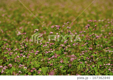 赤ソバの花畑 107362840