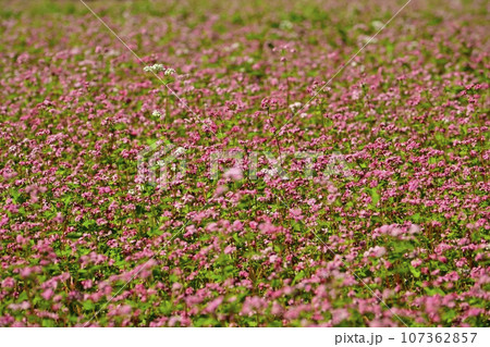 赤ソバの花畑 107362857