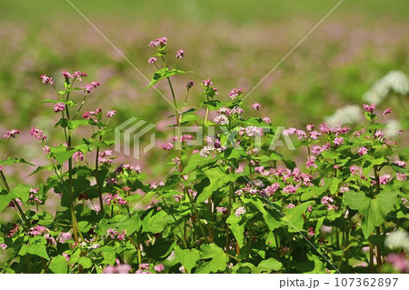 赤ソバの花畑 107362897