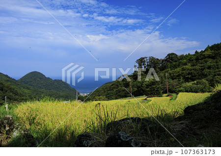 収穫間近の稲穂(西伊豆松崎の石部の棚田) 収穫間近の稲穂(西伊豆松崎の石部の棚田) 107363173