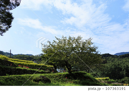 収穫間近の稲穂（西伊豆松崎の石部の棚田） 107363191