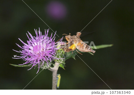 ホシヒメホウジャク 107363340