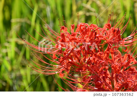 山田池公園 107363562