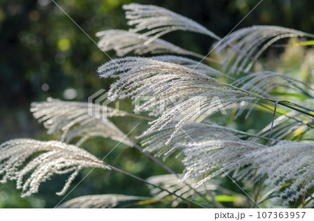 ススキ ススキ 107363957