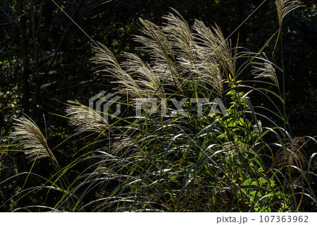 ススキ 107363962