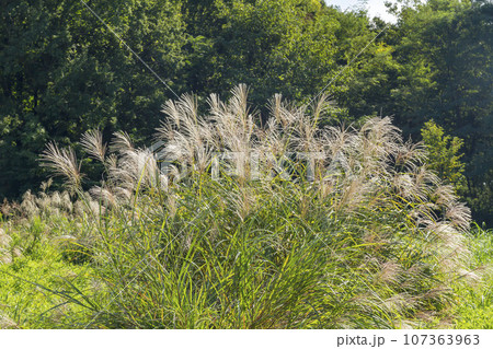 ススキ ススキ 107363963