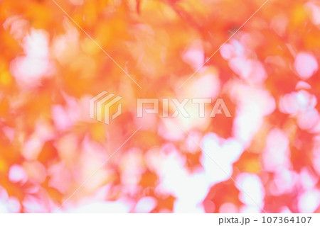 かえでの紅葉のぼかし 【アウトフォーカス】 107364107