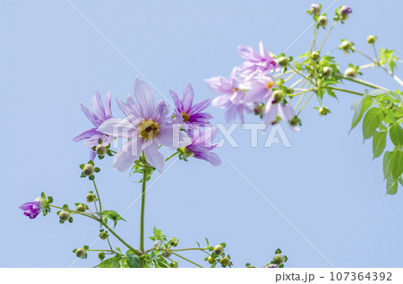 皇帝ダリア 皇帝ダリア 107364392