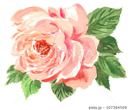 水彩で描いたピンクの薔薇23101pix7 水彩で描いたピンクの薔薇23101pix7 107364509