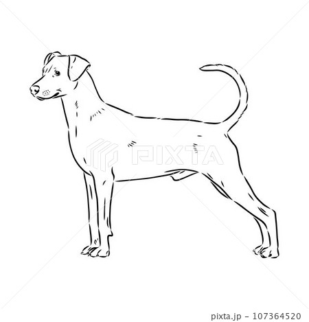 austrian pinscher vector sketch illustration 107364520