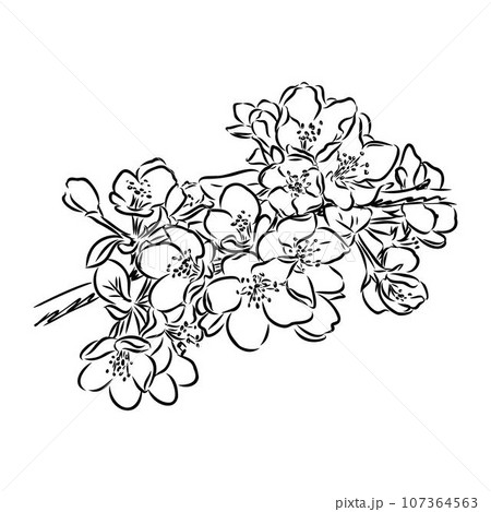flowering branch of apple tree. Hand drawing in ink, sketch, outline. 107364563