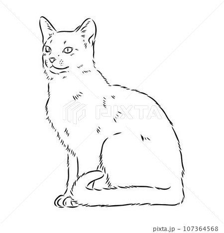 Vector outline Abyssinian Cat in black color. abyssinian cat vector sketch Vector outline Abyssinian Cat in black color. abyssinian cat vector sketch 107364568