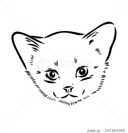Vector outline Abyssinian Cat in black color. abyssinian cat vector sketch Vector outline Abyssinian Cat in black color. abyssinian cat vector sketch 107364569