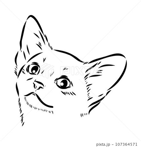 Vector outline Abyssinian Cat in black color. abyssinian cat vector sketch 107364571