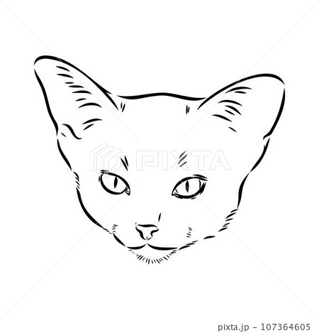 Vector outline Abyssinian Cat in black color. abyssinian cat vector sketch Vector outline Abyssinian Cat in black color. abyssinian cat vector sketch 107364605