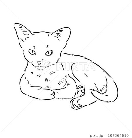 Vector outline Abyssinian Cat in black color. abyssinian cat vector sketch Vector outline Abyssinian Cat in black color. abyssinian cat vector sketch 107364610